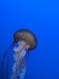 Close-up of jellyfish 