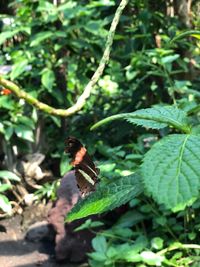 Close-up of butterfly on plant