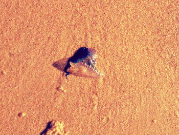 Close-up of crab on sand