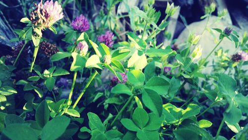 Close-up of plants