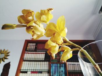 Close-up of flowers in vase