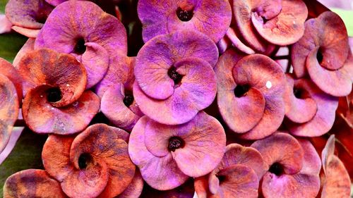 Full frame shot of food