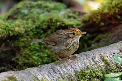 Close-up of bird perching on wood