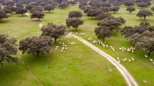 High angle view of sheep on road amidst trees
