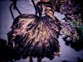 Close-up of dried plant