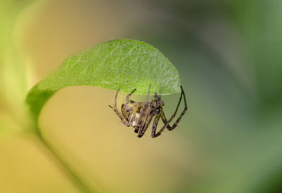 Close-up of spider on leaf