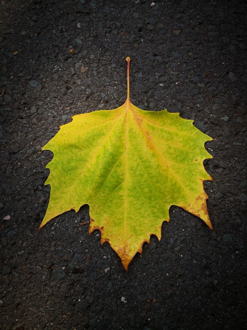 HIGH ANGLE VIEW OF MAPLE LEAF ON AUTUMN LEAVES