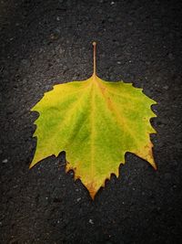 High angle view of maple leaf