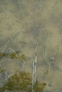 Full frame shot of turtle in water