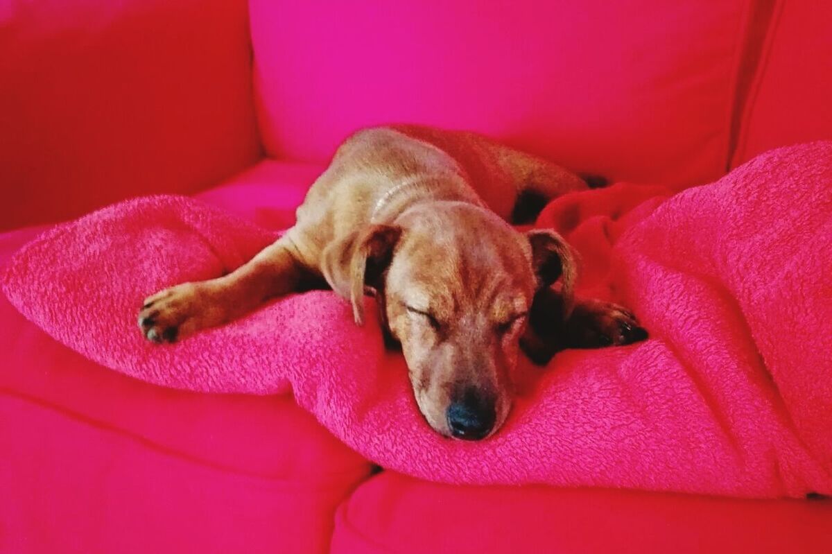 DOG SLEEPING ON SOFA