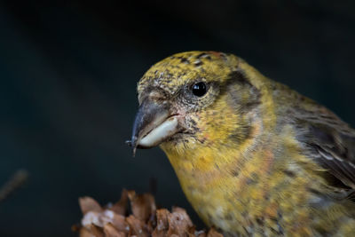 Red crossbill eating silver fir cones