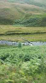 Scenic view of grassy landscape