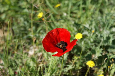 Close-up of bee on poppy