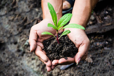 Cropped image of hands holding plant