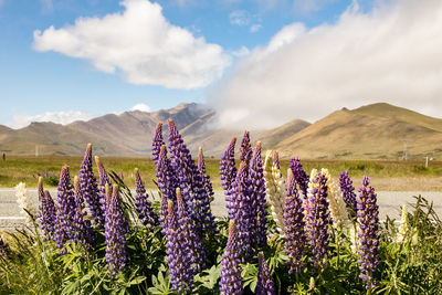 Purple flowering plants on field against sky