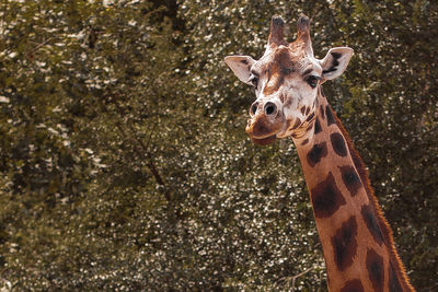 Portrait of giraffe