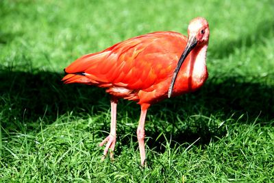 Close-up of a bird on field