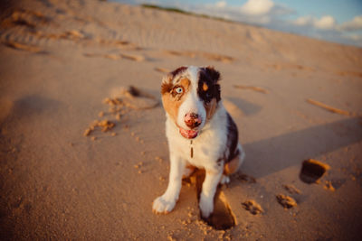Portrait of dog on beach