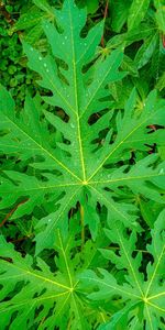Full frame shot of raindrops on leaves