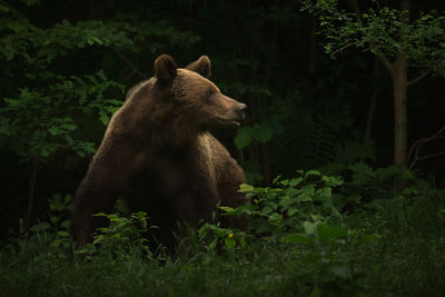 Bear looking away in forest