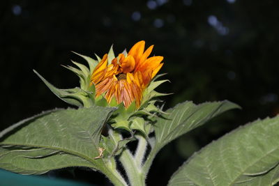 Close-up of yellow flower blooming outdoors