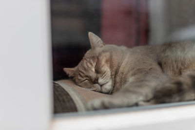 Close-up of cat sleeping