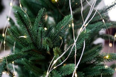 Fir tree branches with glowing yellow christmas light as background