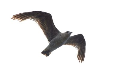 Low angle view of bird flying against clear sky