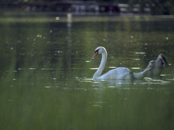 Swans swimming in lake