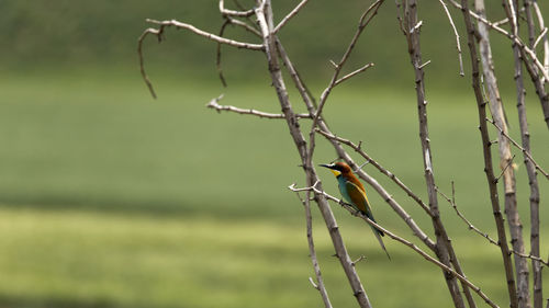 Bird perching on branch