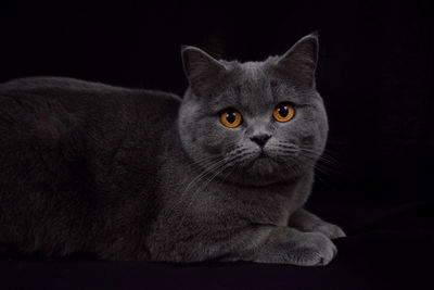 Close-up portrait of a cat against black background