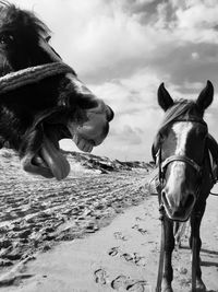 Horses standing on sand at beach