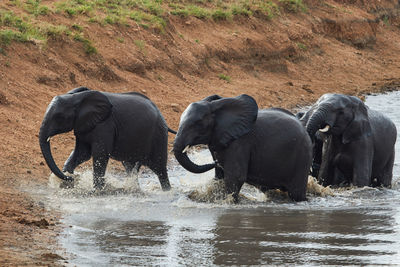 Herd of swimming african elephants