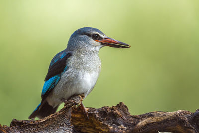 Close-up of bird perching on a tree