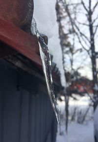 Low angle view of leaf against sky
