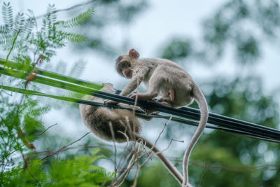 Low angle view of monkey on tree