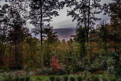 Trees in forest against sky during autumn