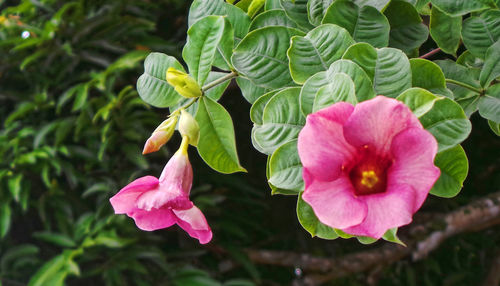 Close-up of pink flowers blooming outdoors