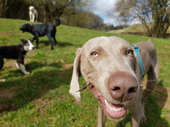 Close-up of dog on field