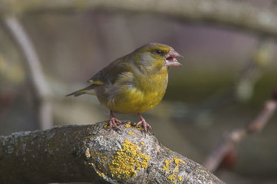 Close-up of bird perching on a branch