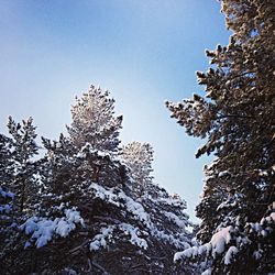 Low angle view of trees against clear blue sky