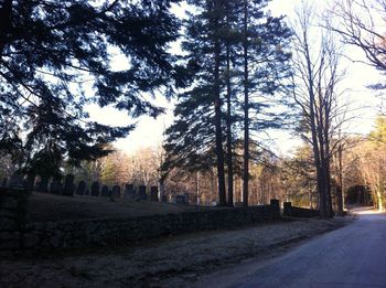 Trees in park