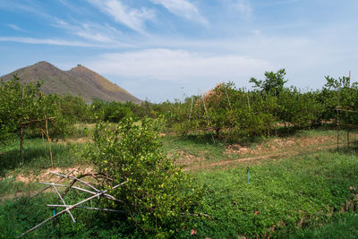 Scenic view of field against sky