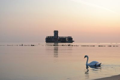 Seagull on sea shore against sky during sunset