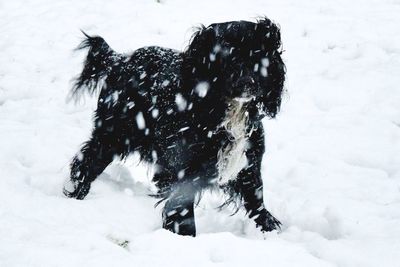 Low section of person with horse in winter