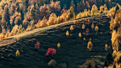 High angle view of trees by lake in forest during autumn