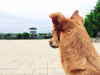 Close-up of dog against sky