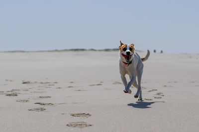 Dog running at beach against sky