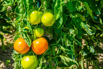 Close-up of oranges growing on plant