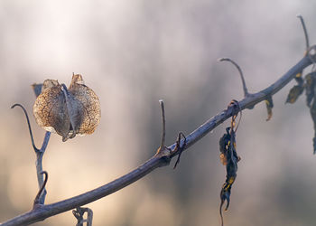 Close-up of dried plant on branch